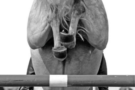 arthrose cheval pr&eacute;vention